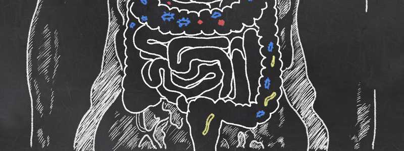 Probiotics - a first look at what’s going on in the gut